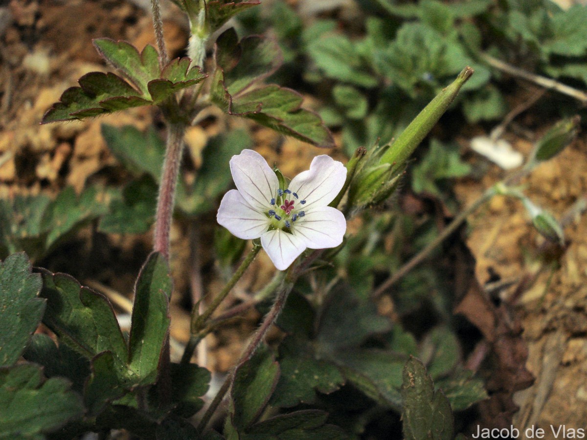 Geranium nepalense Sweet
